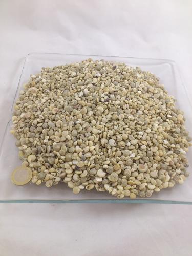 Umbonium white 1 cm 1 kg